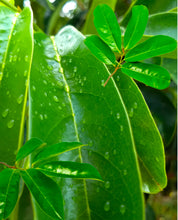 Load image into Gallery viewer, CANCER TEA Soursop Sarsaparilla & Cancerina
