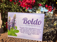 Load image into Gallery viewer, Boldo Peumus Boldus Molina Tea (25bags)