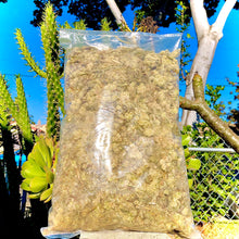 Load image into Gallery viewer, GordoLobo (Mexican Mullein)