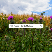 Load image into Gallery viewer, Milk Thistle TEA ☕️ (Cardo Mariano TE)