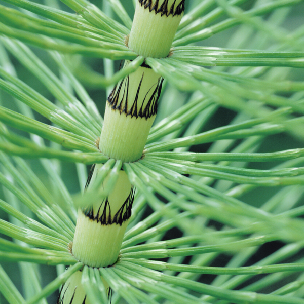 Health Benefits of HorseTail / Cola de Caballo