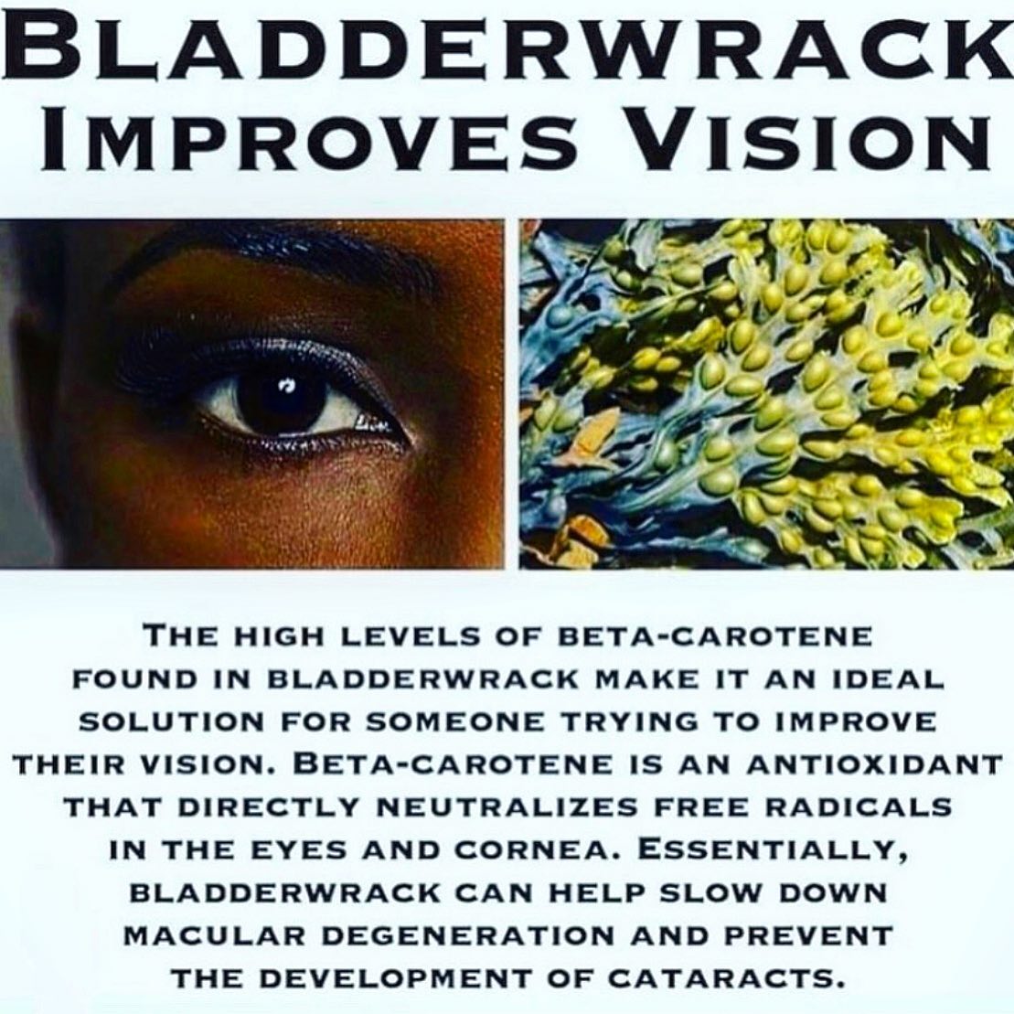 102 Mineral Sea Moss with Bladdewrack & Burdock Root Vegan Capsules