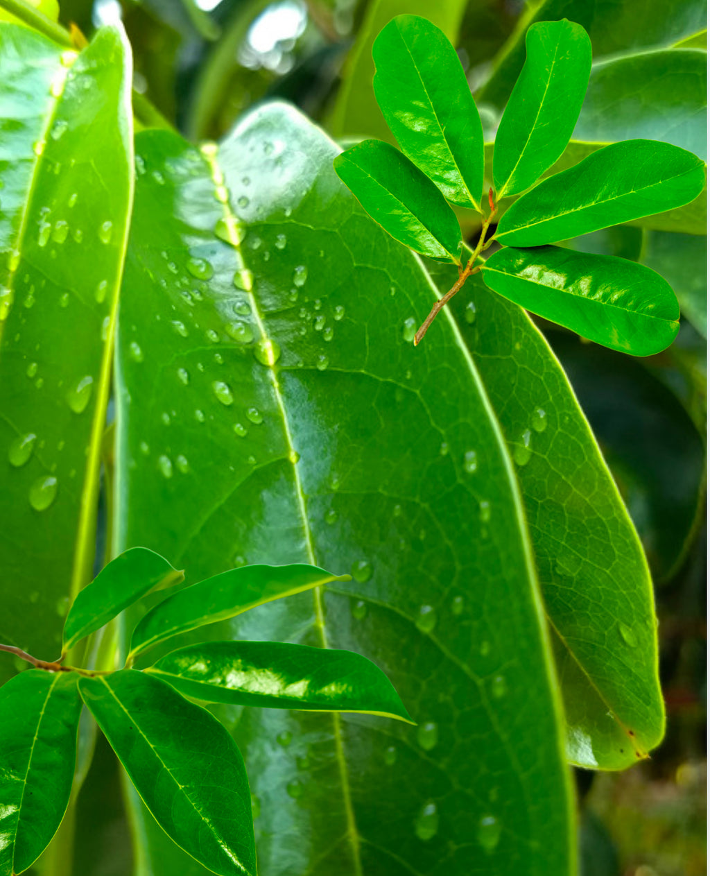 Guanabana (Soursop) Leaves 🍃☕️