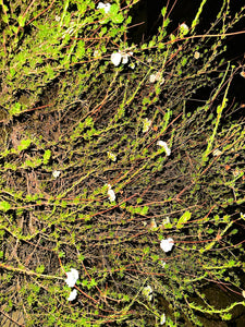 California Buckwheat