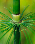 Horsetail (Cola de Caballo) ☕️