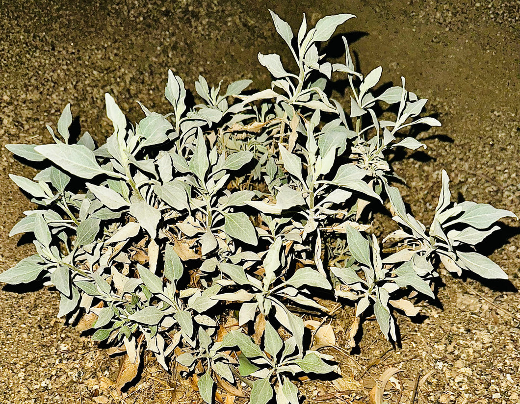 California Brittlebush