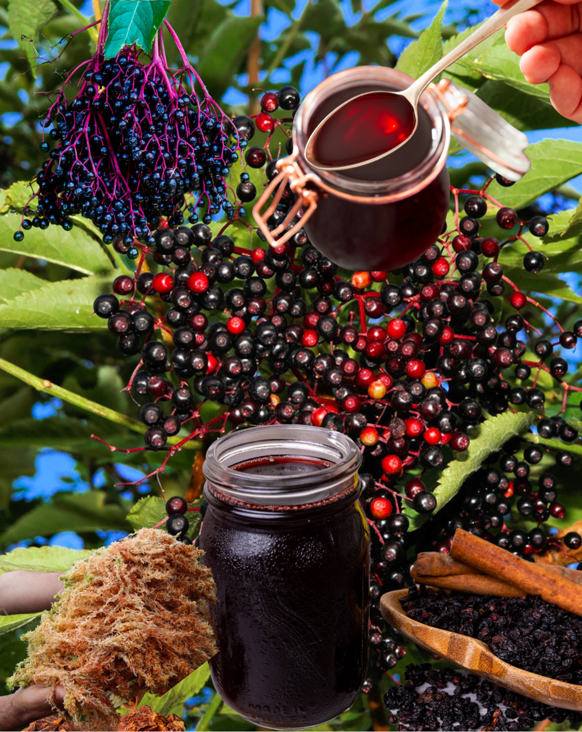 Elderberry🍇 Sea Moss Gel