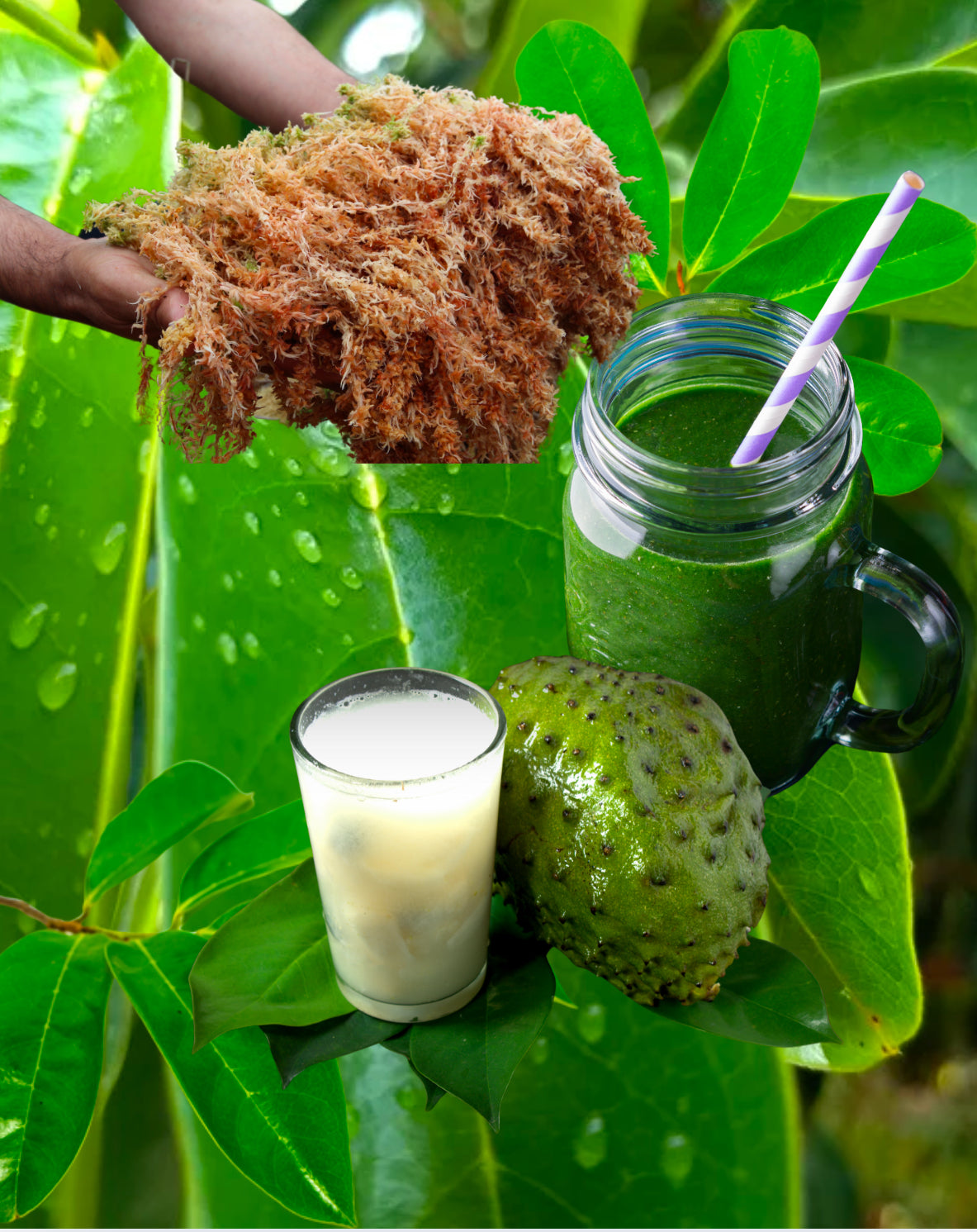 Soursop (Guanábana) Sea Moss Gel
