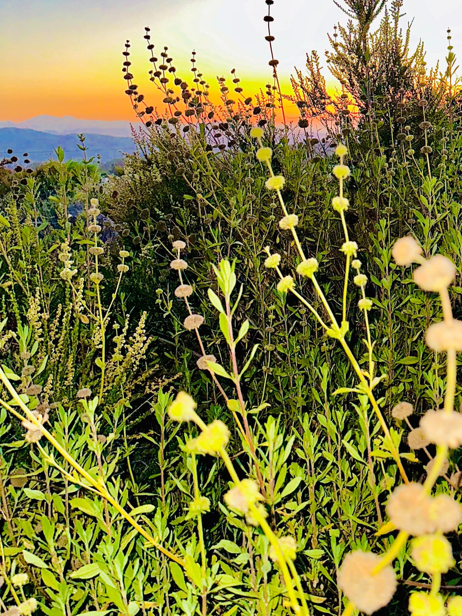 Black Sage Seeds (Salvia Mellifera)