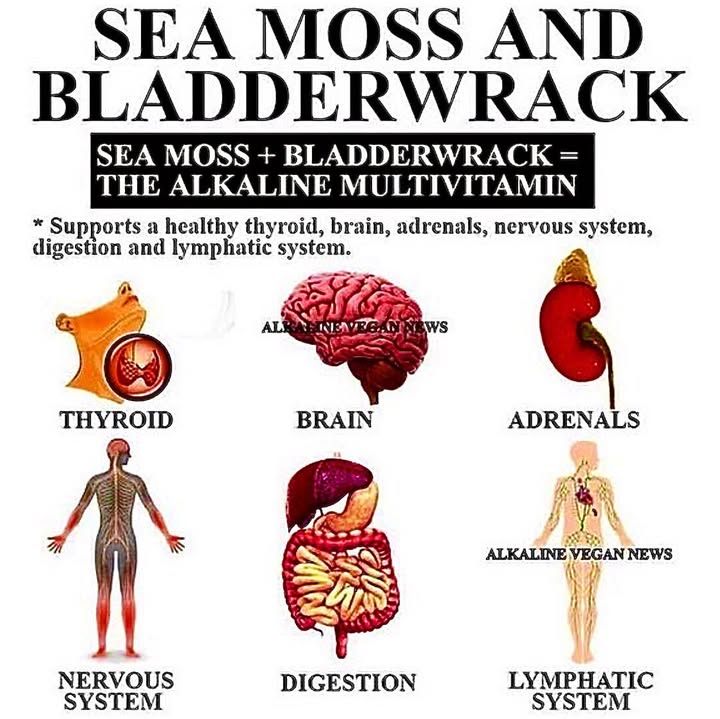 102 Mineral Sea Moss Gel With Bladderwrack & Burdock Root