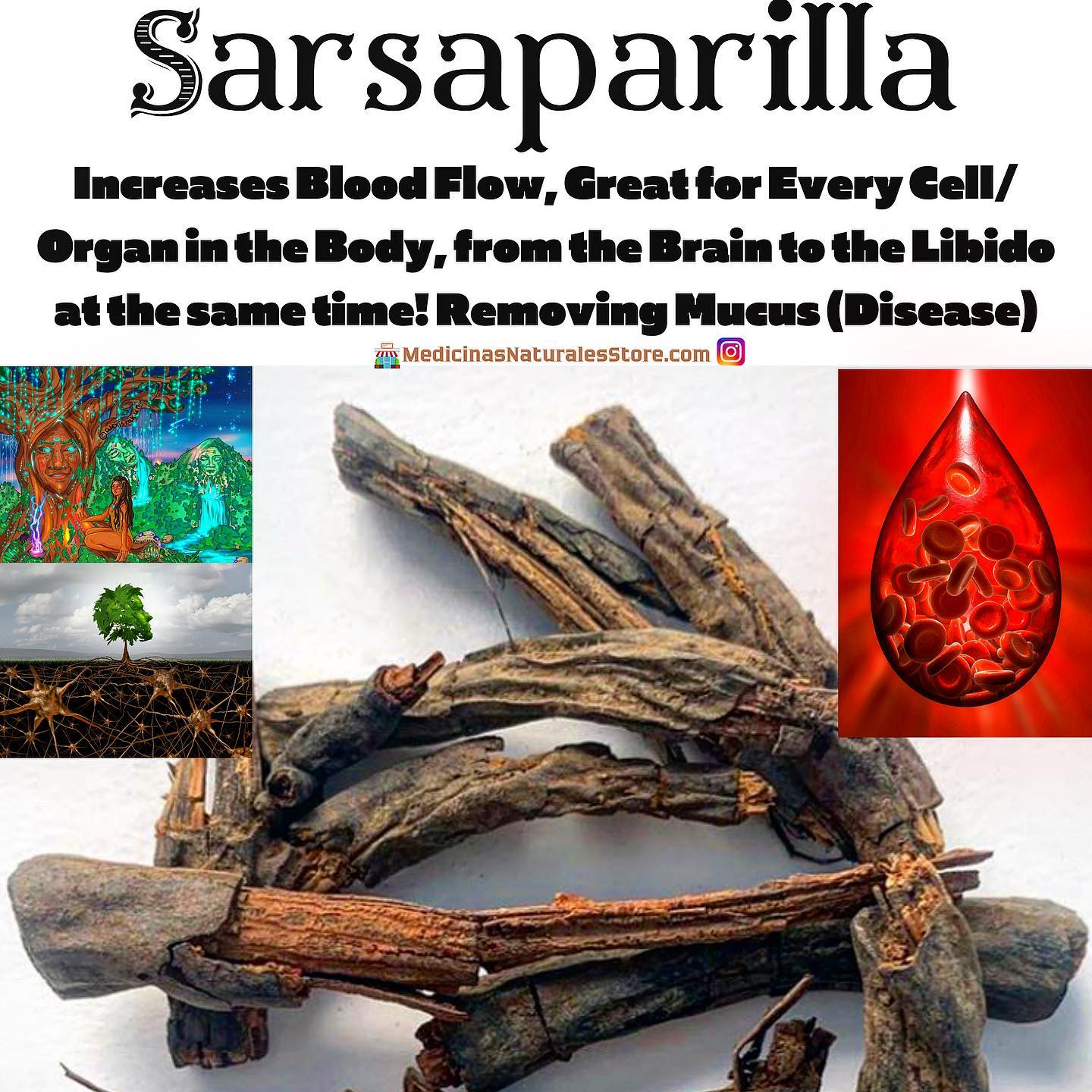 Black Sarsaparilla