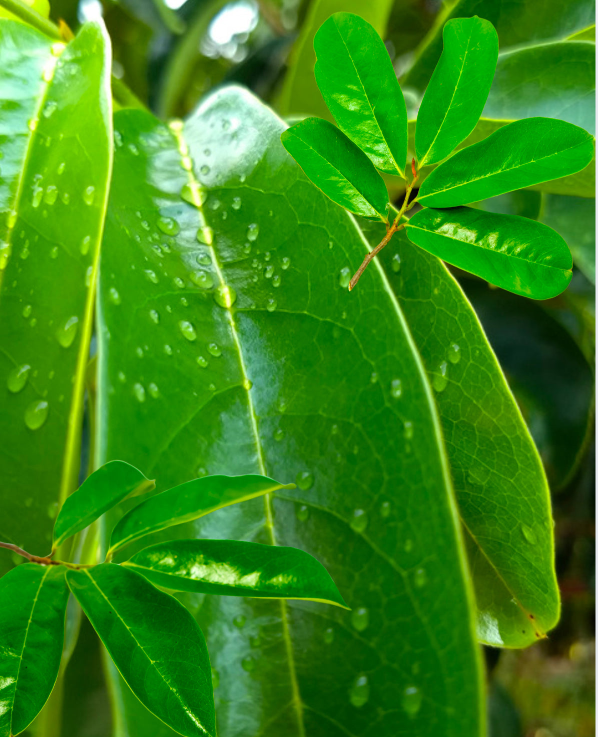 A bag of whole dried Soursop leaves for daily antioxidant tea preparation.