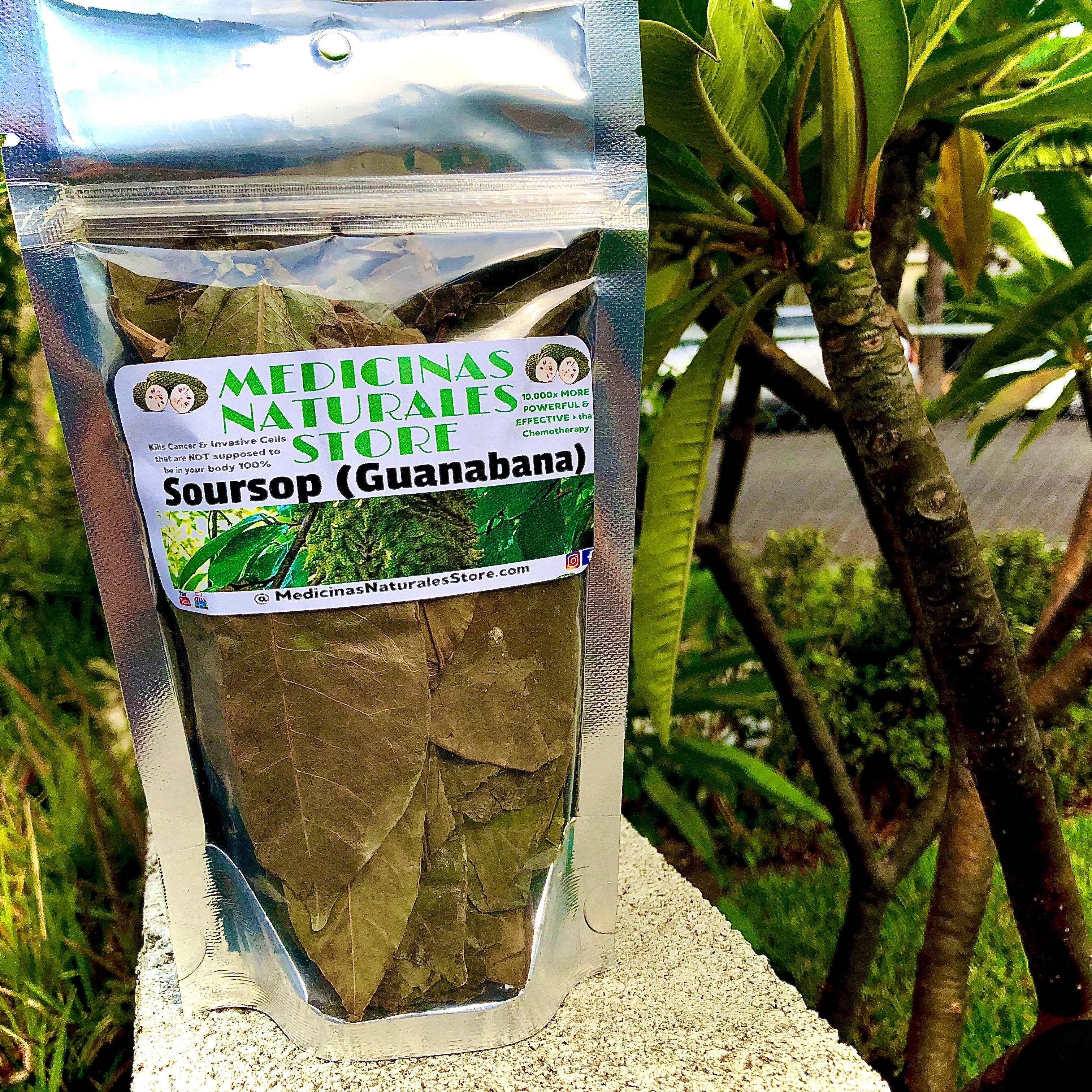 Hojas de Guanábana enteras y secas para una infusión herbal tradicional y saludable.