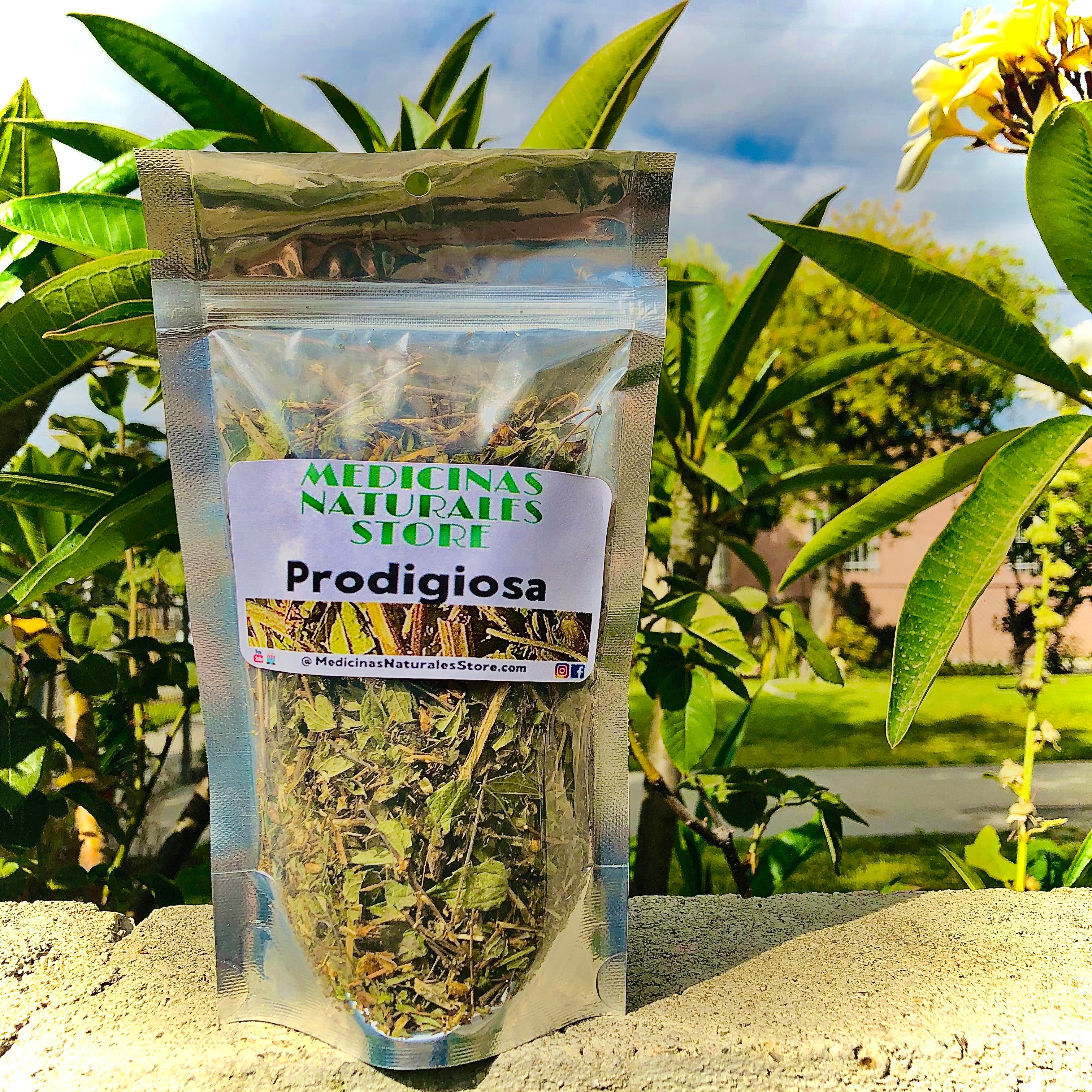 Premium Prodigiosa Dream Herb loose leaf tea in bulk packaging for traditional botanical rituals.