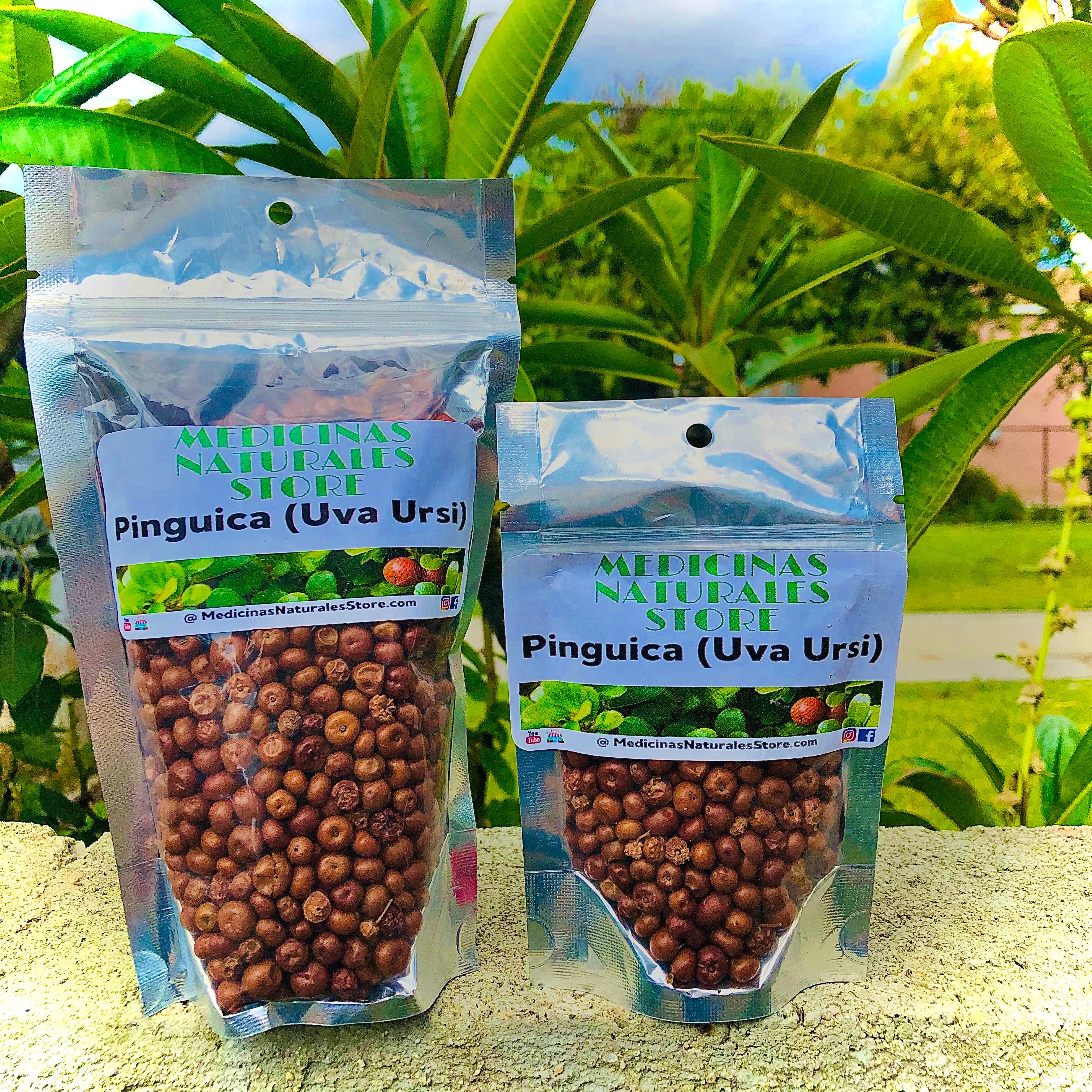 100% Natural Pinguica (Uva Ursi) Berries