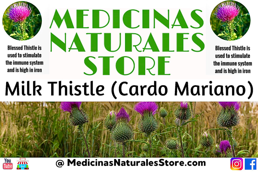 Milk Thistle Tea (Cardo Mariano TE) - High-Potency Botanical Supply
