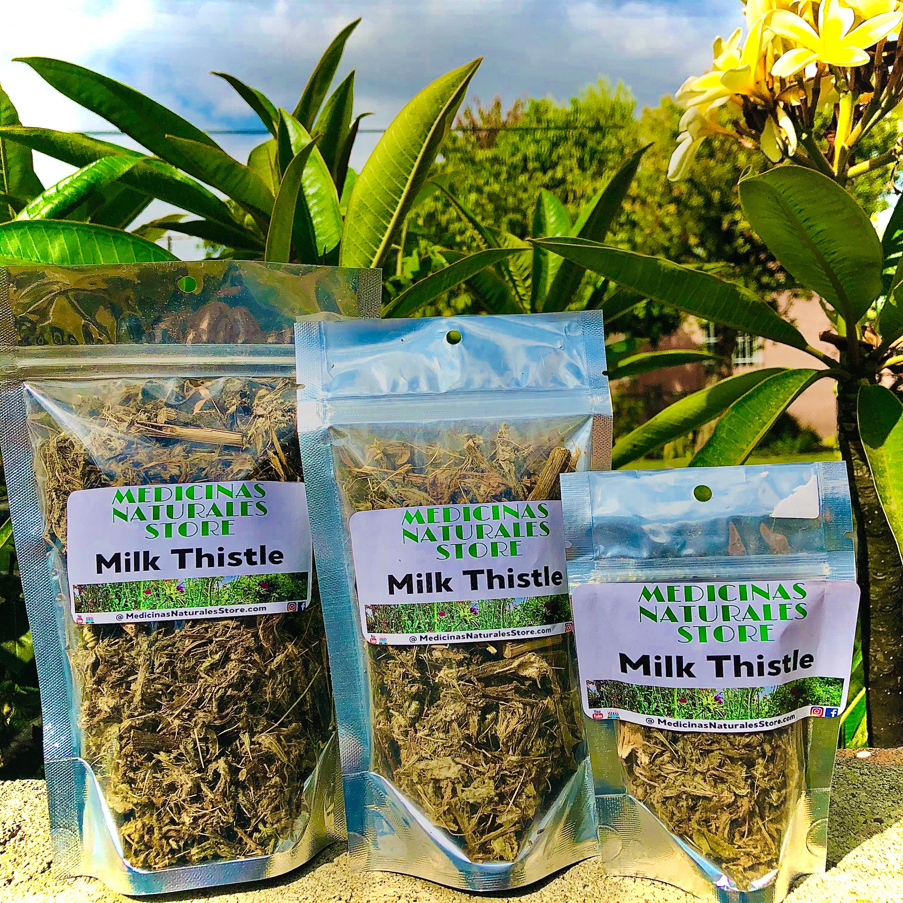 Milk Thistle TEA ☕️ (Cardo Mariano TE)