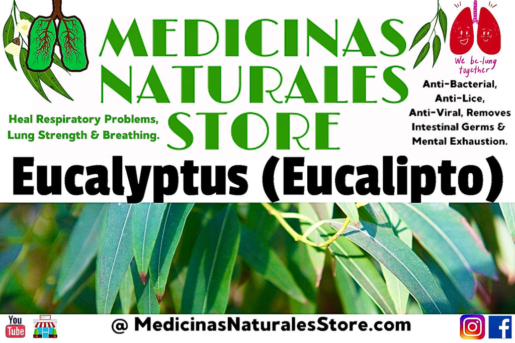 Eucalyptus (Eucalipto) Tea - Pure Dried Leaf - 4oz, 8oz, 16oz, 5lb, 10lb