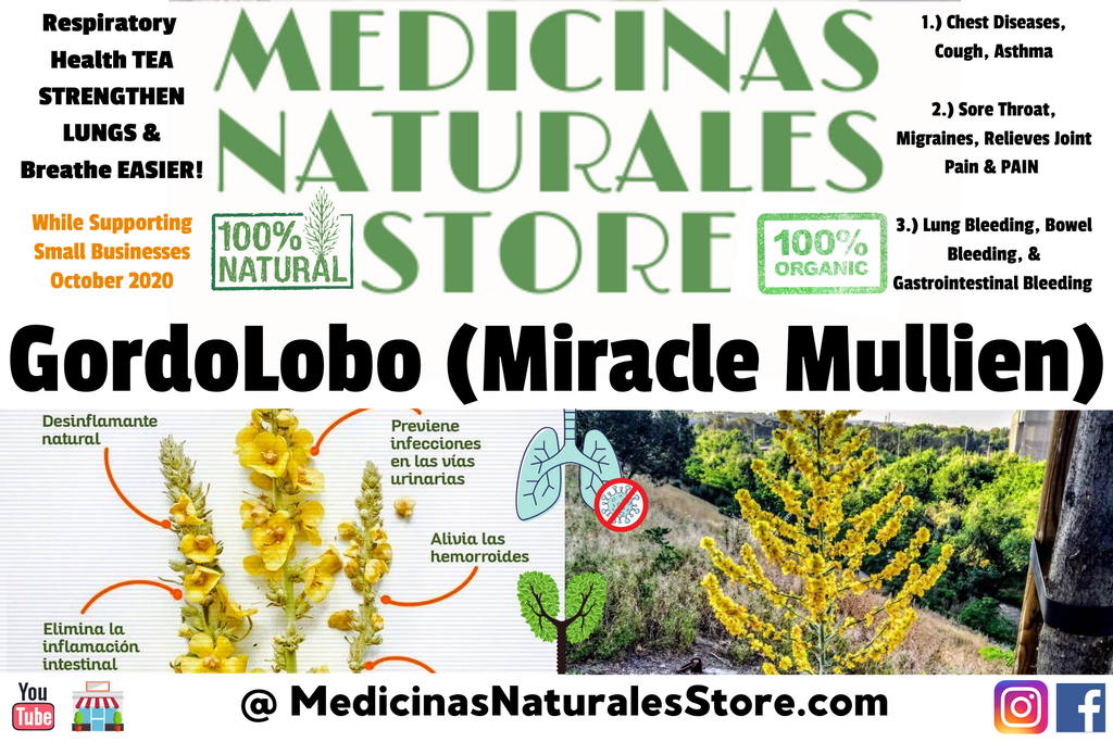 GordoLobo (Mexican Mullein)