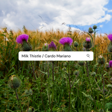 Load image into Gallery viewer, Milk Thistle TEA ☕️ (Cardo Mariano TE)
